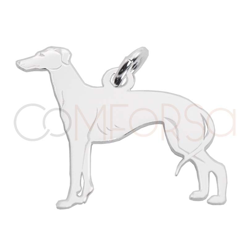 Silver orders greyhound dog